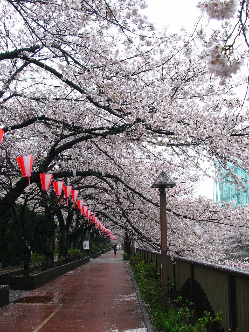 meguro river.JPG